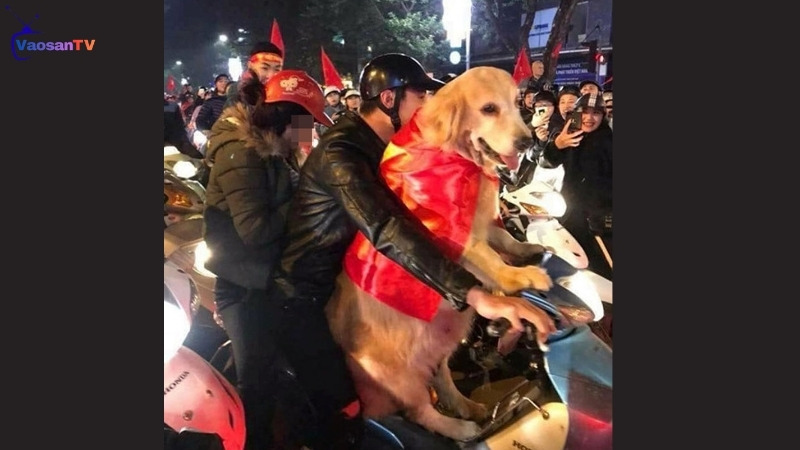 Bé cún cũng đi bão Việt Nam vô địch